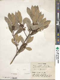 Ilex integra image