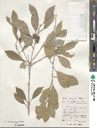 Ilex integra image