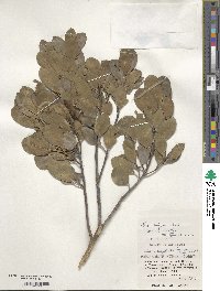 Ilex integra image