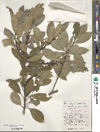 Ilex integra image