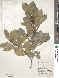 Ilex integra image