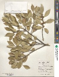 Ilex integra image