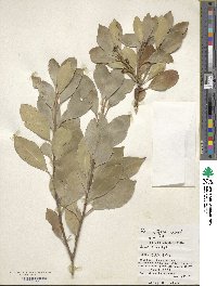 Ilex integra image