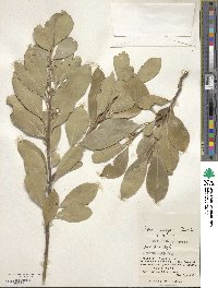 Ilex integra image