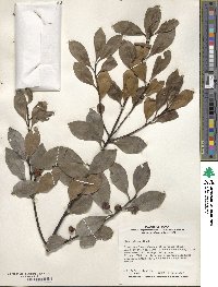 Ilex integra image