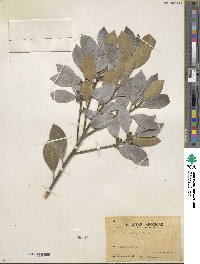 Ilex integra image