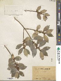 Ilex integra image