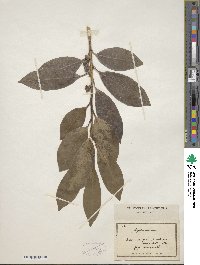 Ilex integra image