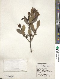 Ilex integra image