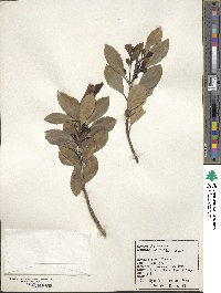 Ilex integra image