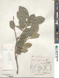 Ilex integra image