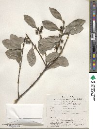 Ilex integra image