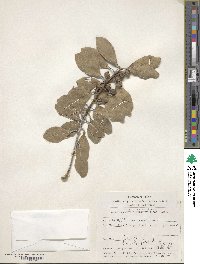 Ilex integra image