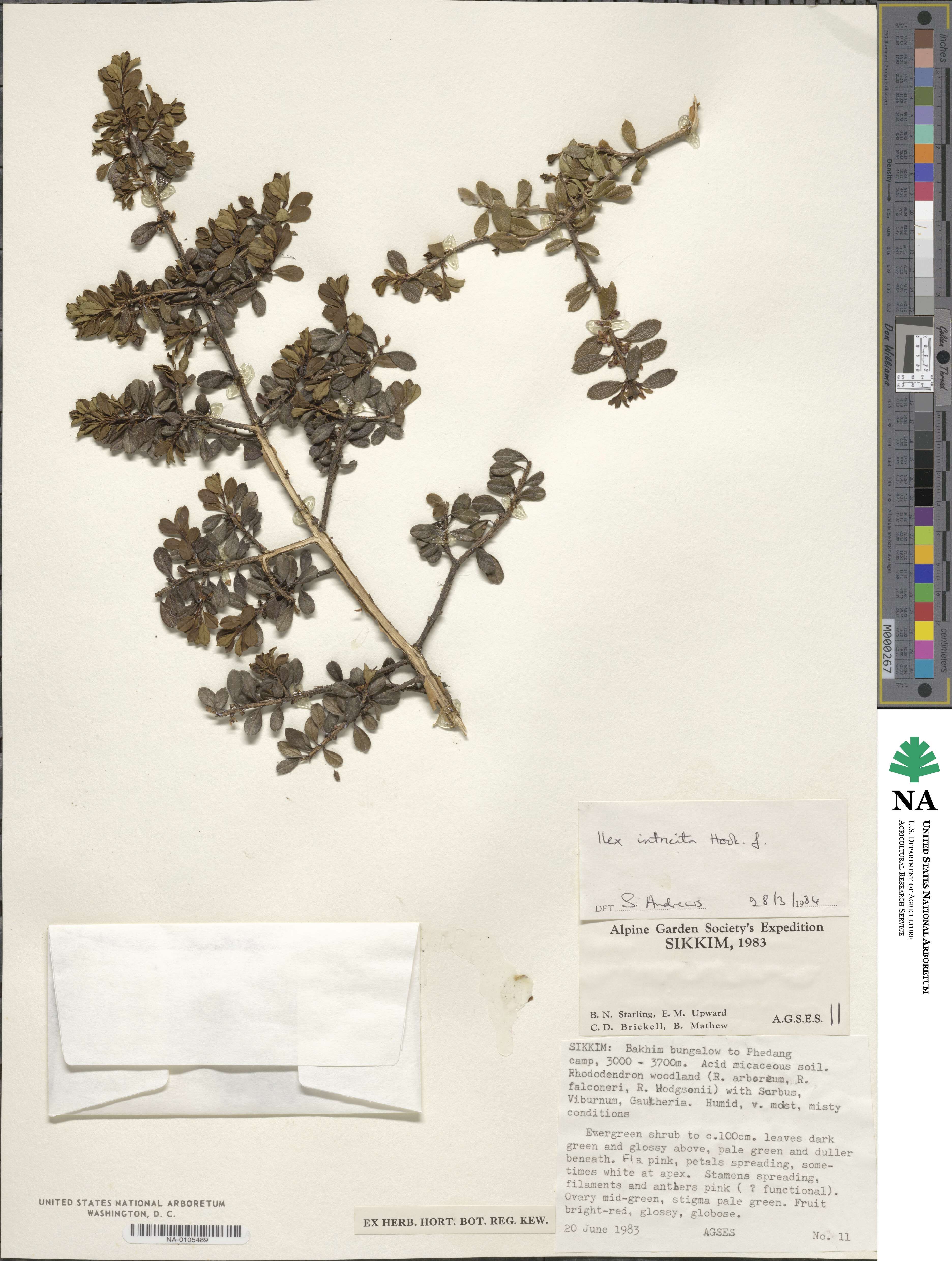 Ilex intricata image