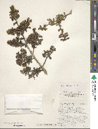 Ilex intricata image