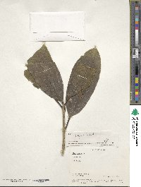 Ilex insignis image