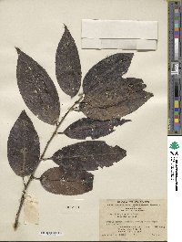 Ilex kwangtungensis image