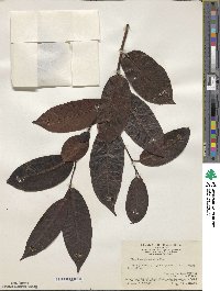 Ilex kwangtungensis image