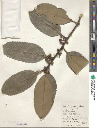 Ilex latifolia image