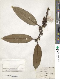 Ilex latifolia image