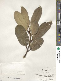 Ilex latifolia image