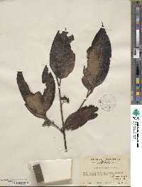 Ilex kwangtungensis image