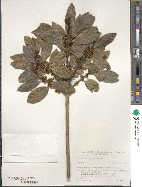 Ilex leucoclada image