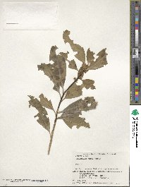 Ilex leucoclada image