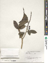 Ilex leucoclada image