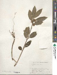 Ilex leucoclada image