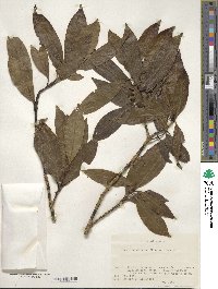 Ilex leucoclada image