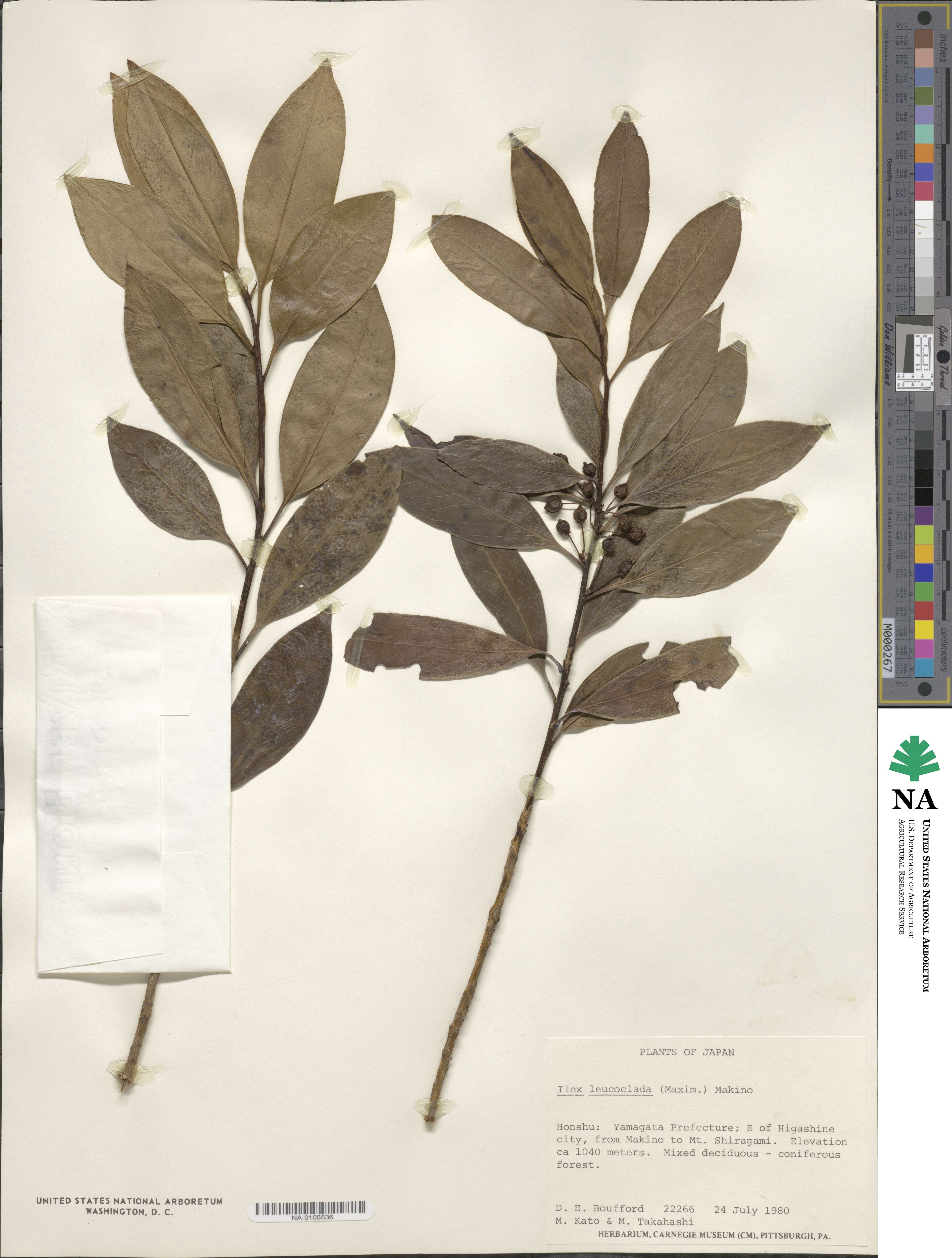 Ilex leucoclada image