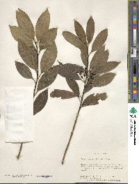 Ilex leucoclada image