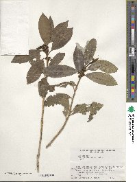 Ilex leucoclada image