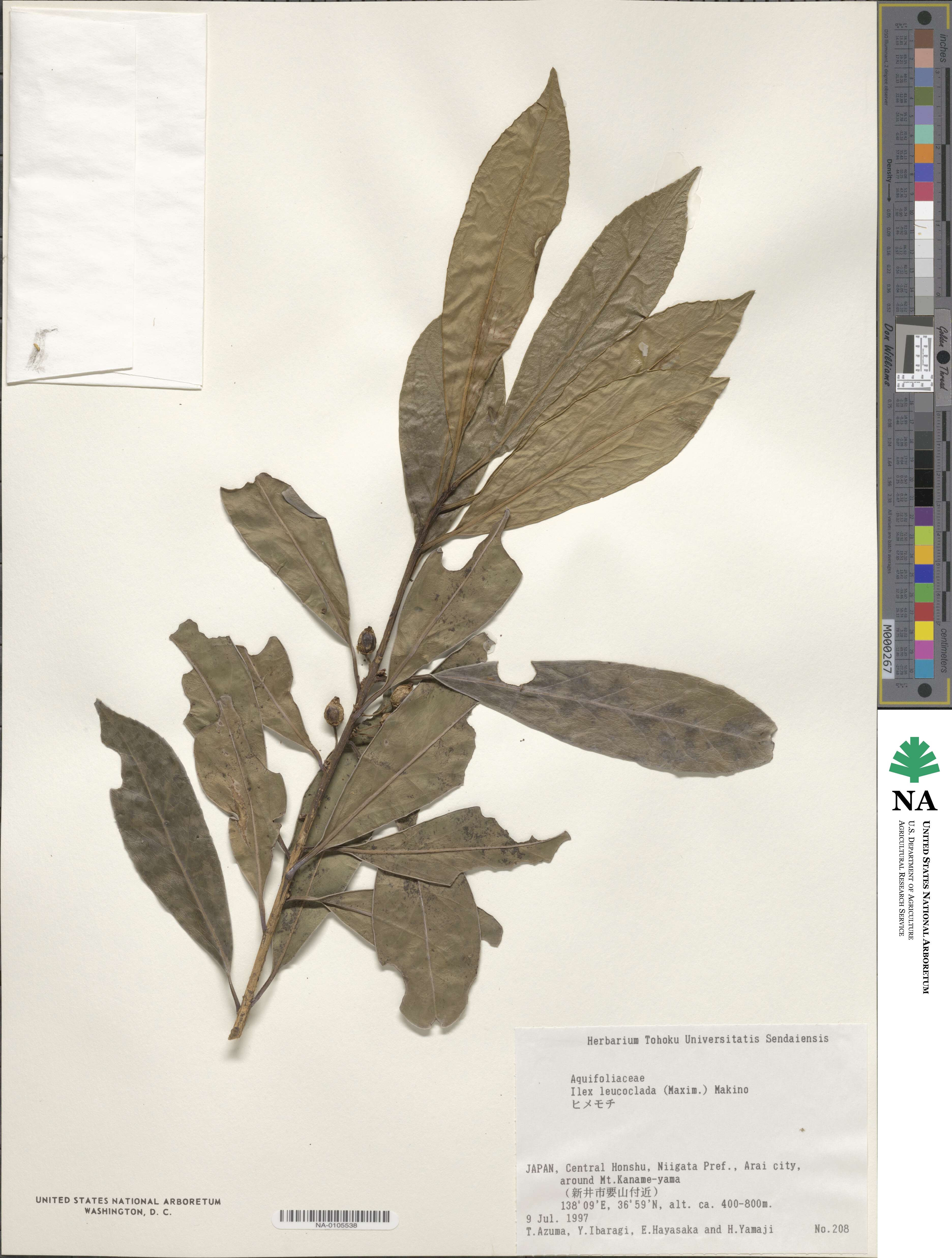 Ilex leucoclada image