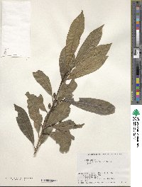 Ilex leucoclada image