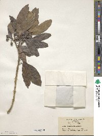 Ilex leucoclada image