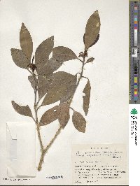 Ilex leucoclada image