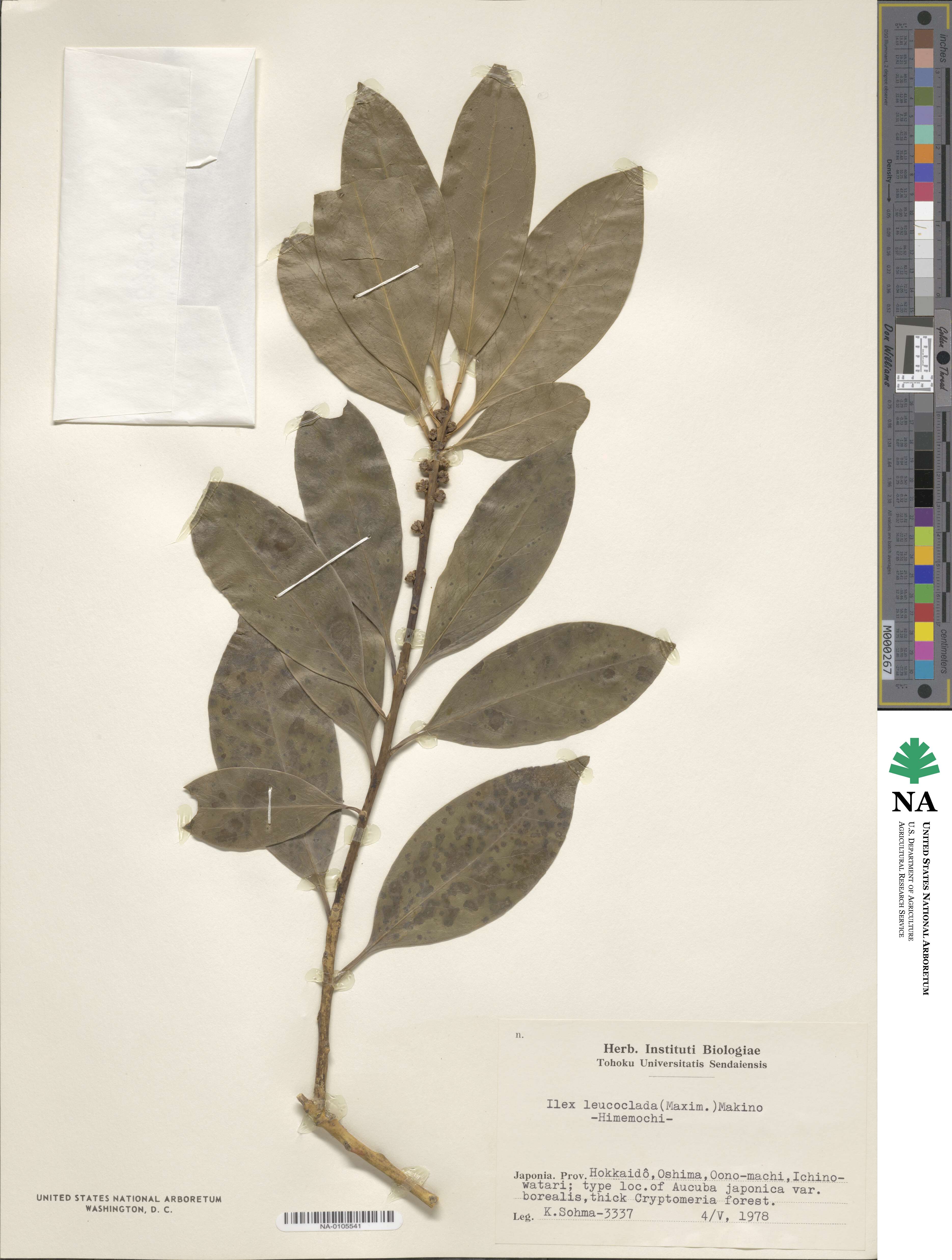 Ilex leucoclada image