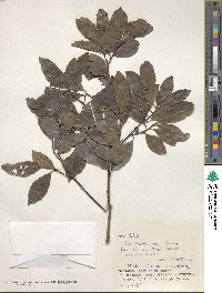 Ilex liukiuensis image