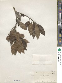 Ilex liukiuensis image