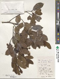 Ilex liukiuensis image