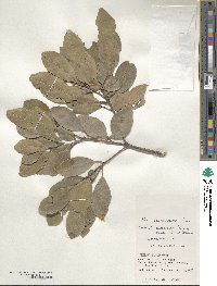 Ilex liukiuensis image