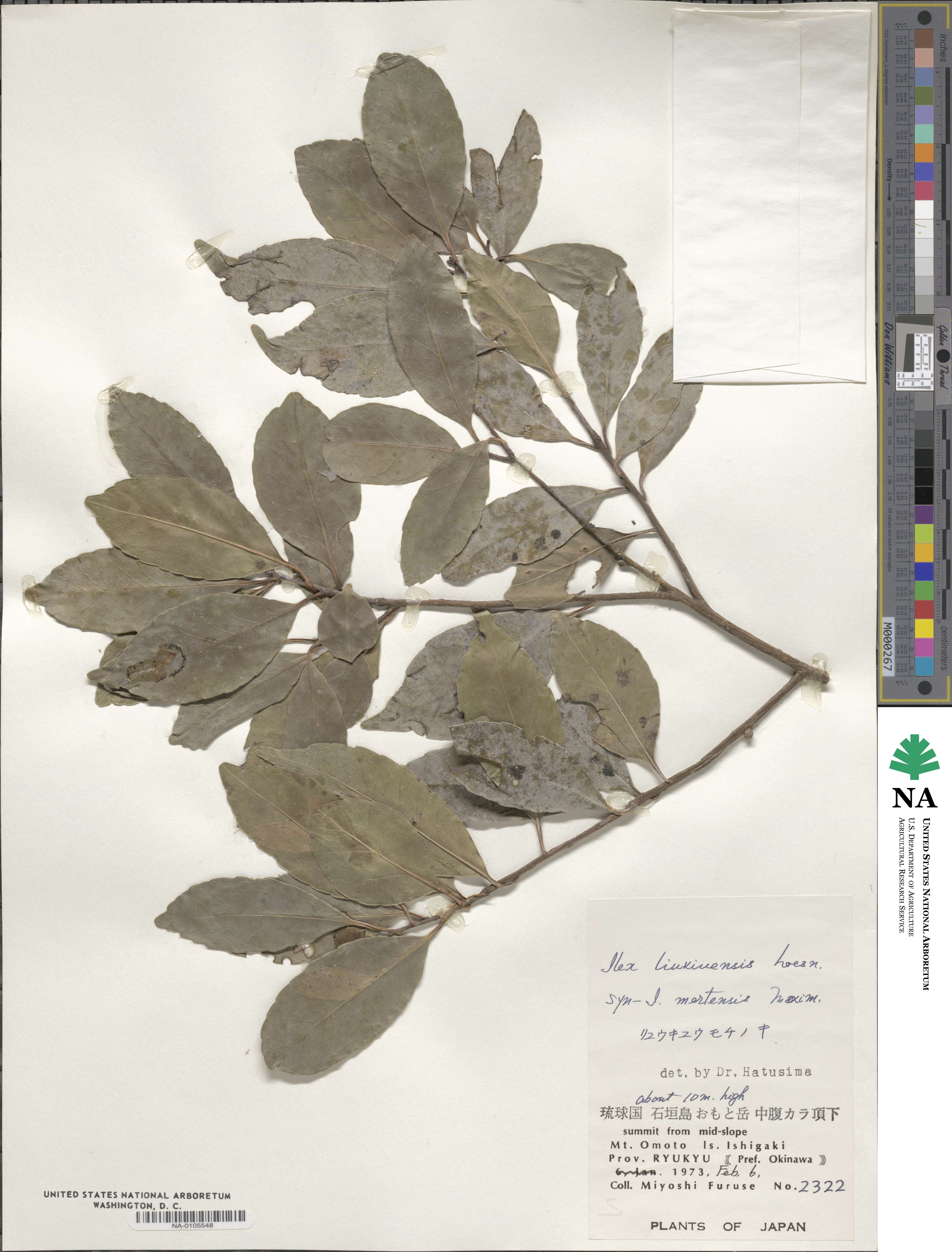 Ilex liukiuensis image