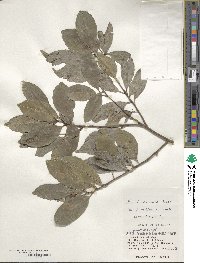 Ilex liukiuensis image