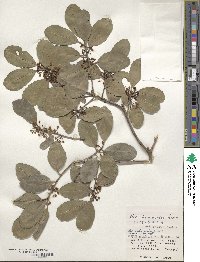 Ilex liukiuensis image