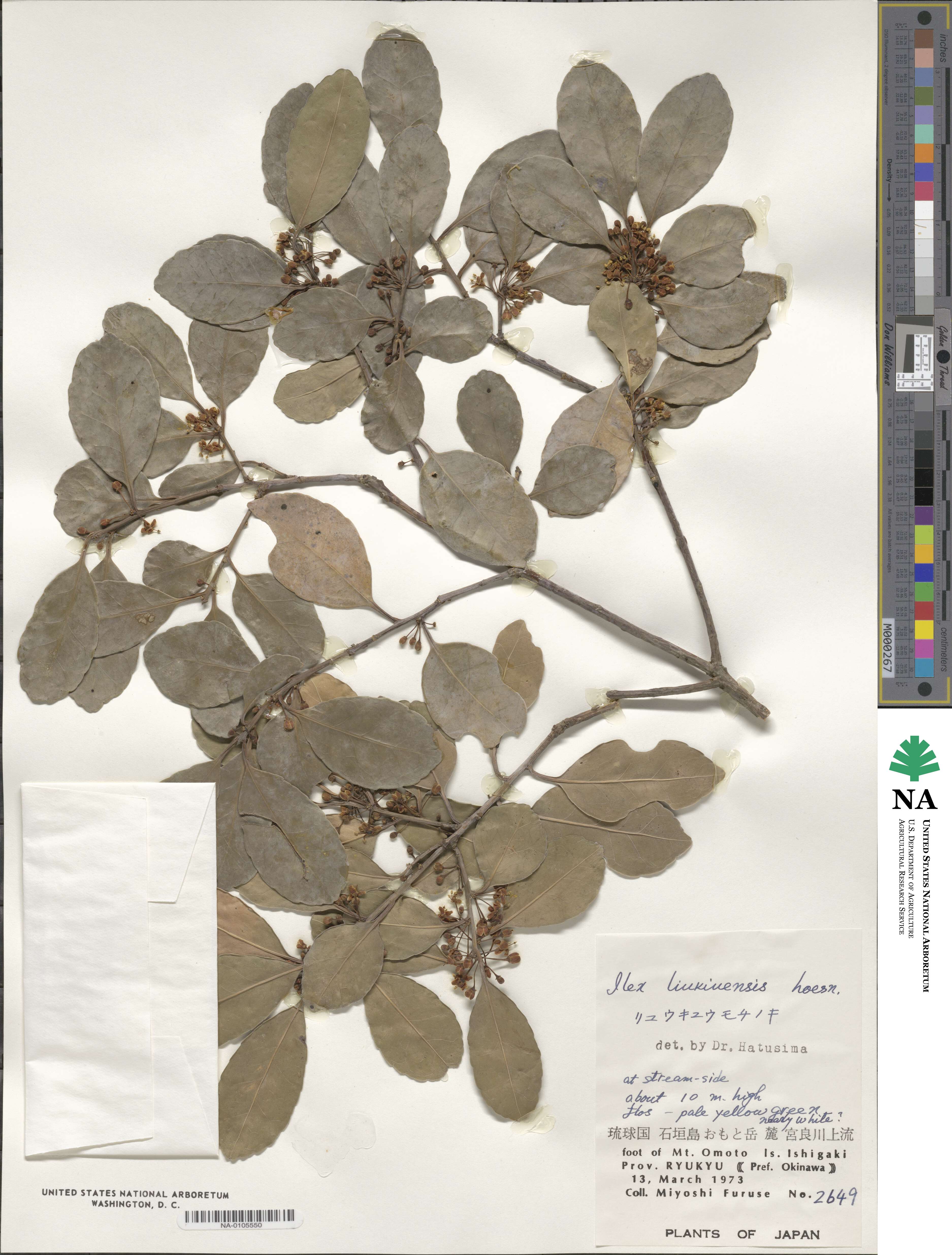 Ilex liukiuensis image