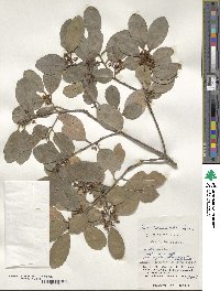 Ilex liukiuensis image