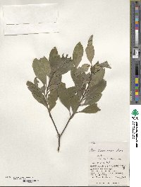 Ilex liukiuensis image