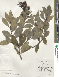 Ilex liukiuensis image